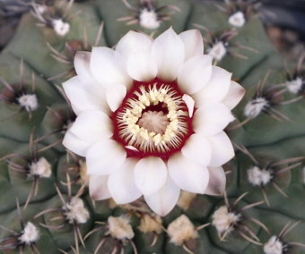 Gymnocalycium quehlianum