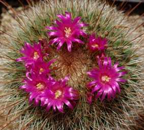 Mammillaria Blte