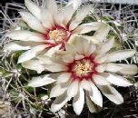 Gymnocalycium Blte