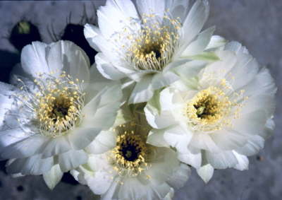 Acanthocalycium