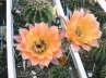 Echinopsis Hyb Elfenprinz