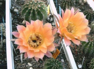 Echinopsis Hyb Elfenprinz