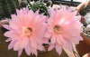 Echinopsis Hyb kleiner Drache  JT