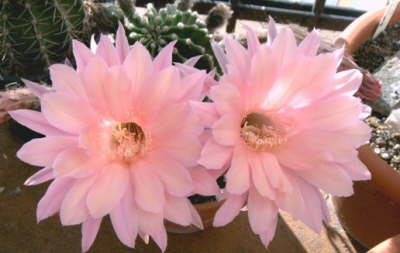 Echinopsis Hyb kleiner Drache  JT