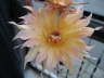 Echinopsis Hybr Drachengold-JT
