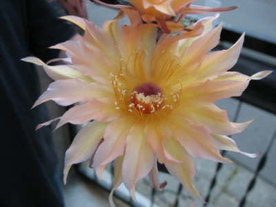 Echinopsis Hybr Drachengold-JT