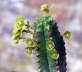 Euphorbia jansenvillensis