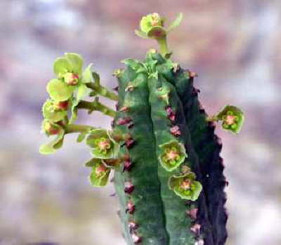 Euphorbia jansenvillensis