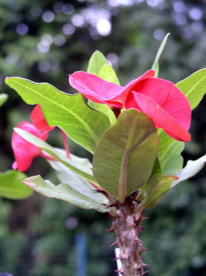 Euphorbia millii hybride