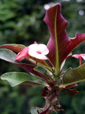 Euphorbia millii hybride