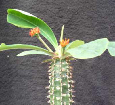 Euphorbia vigueri