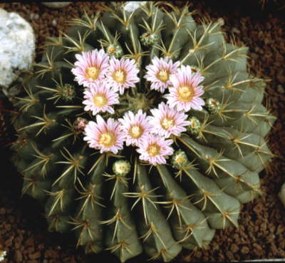 Ferocactus1