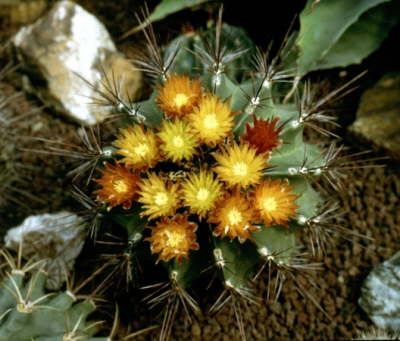 Ferocactus2