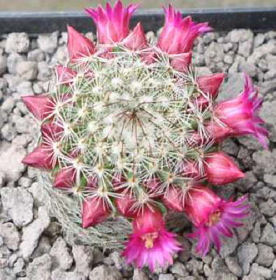 Mammillaria matudae