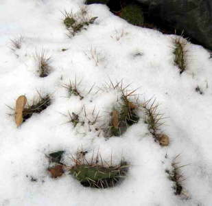 Opuntien im Schnee