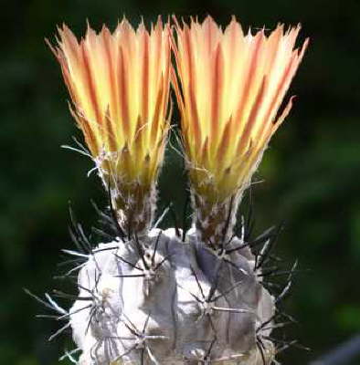 Pyrrhocactus vallegrandensis