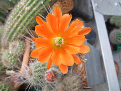 Echinocereus salm-dyckianus