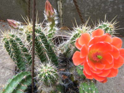 Echinocereus scheeri