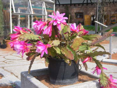 Epiphyllum Hybride