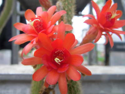 Aporocactus