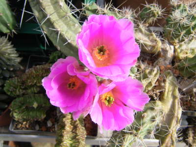 Echinocereus