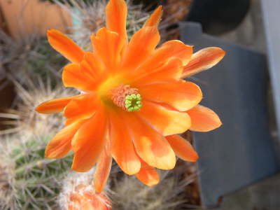 Echinocereus salm-dyckianus