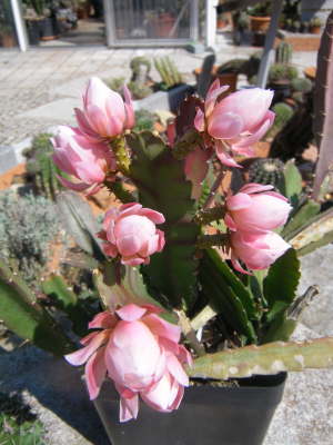 Epiphyllum "deutsche kaiserin"