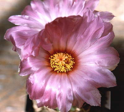 Thelocactus-bicolor