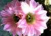 echinocereus3