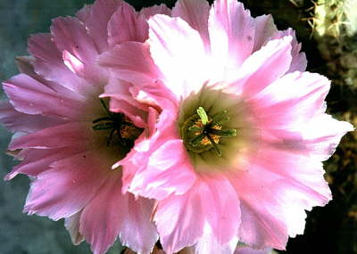 echinocereus3