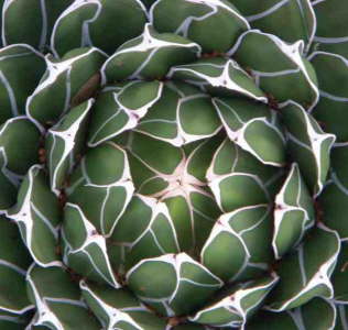 Agave victoriae-reginae