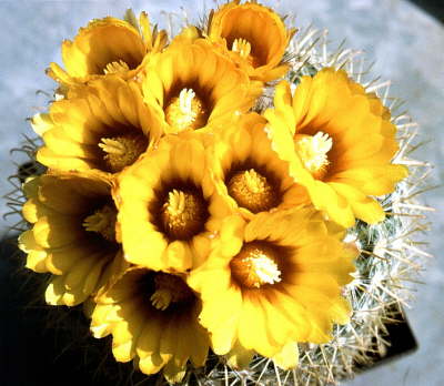 parodia